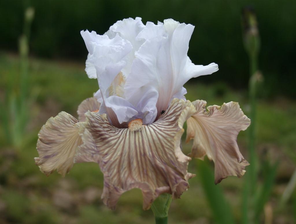Photo of Tall Bearded Iris (Iris 'Tango Amigo') uploaded by KentPfeiffer