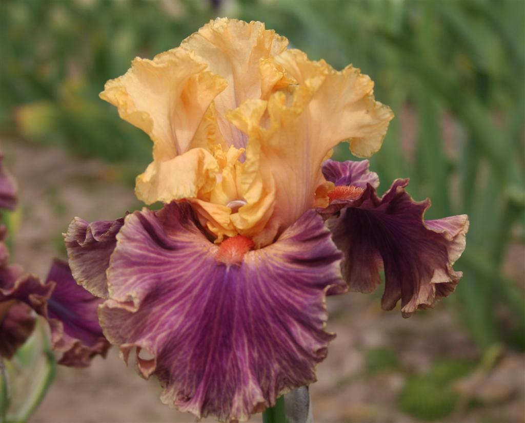 Photo of Tall Bearded Iris (Iris 'Taffeta Tantrum') uploaded by KentPfeiffer