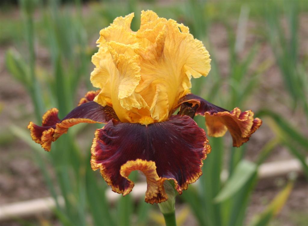 Photo of Tall Bearded Iris (Iris 'Stop the Traffic') uploaded by KentPfeiffer
