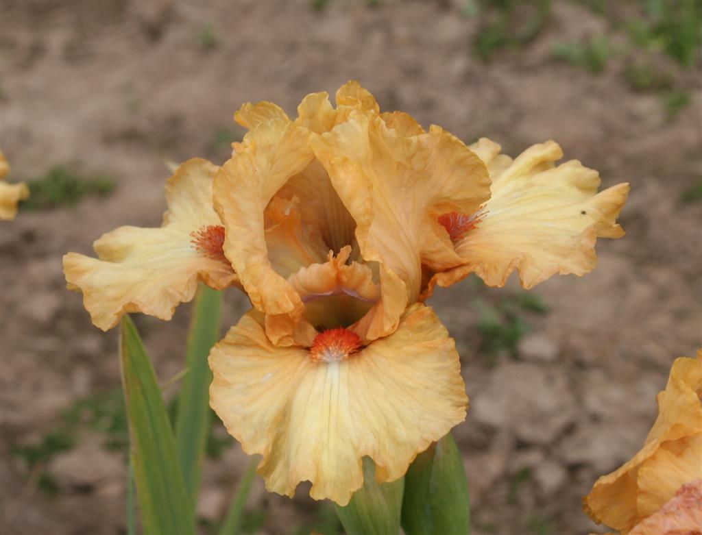 Photo of Intermediate Bearded Iris (Iris 'Toffee') uploaded by KentPfeiffer
