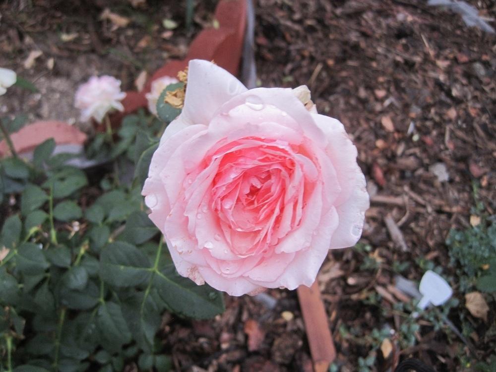 Photo of Rose (Rosa 'Hawkeye Belle') uploaded by Skiekitty