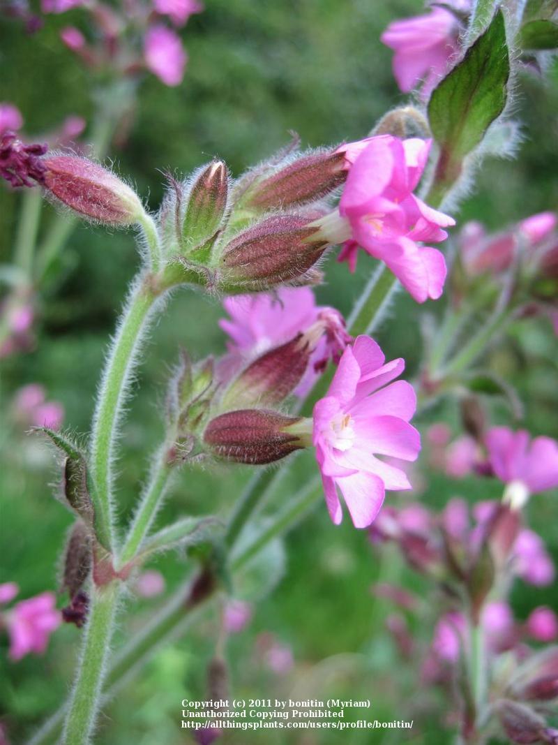 Photo of English Maiden (Silene dioica) uploaded by bonitin