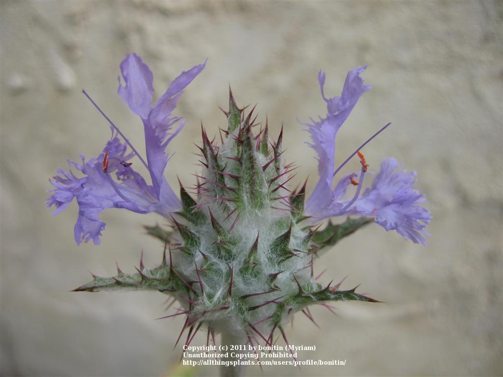 Photo of Thistle Sage (Salvia carduacea) uploaded by bonitin