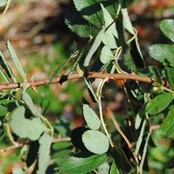 Location: My Northeastern Indiana Gardens - Zone 5b
Date: 2011-10-14
Mid-stem image. This is a pretty wickedly thorny plant. Thorns ar