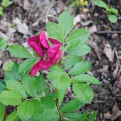 Location: My Northeastern Indiana Gardens - Zone 5b
Date: 2011-06-15
This rose's blooms are difficult for me to catch in a decent imag