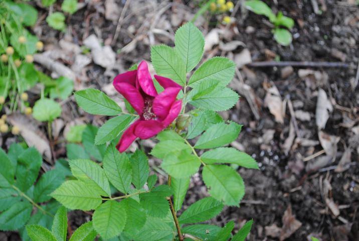Photo of Rose (Rosa 'Basye's Purple Rose') uploaded by chelle