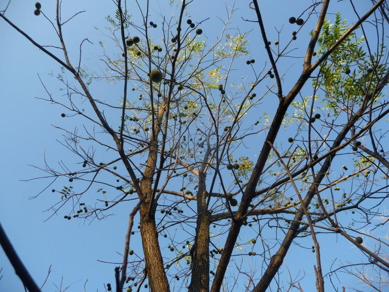 Photo of Black Walnut (Juglans nigra) uploaded by gardengus