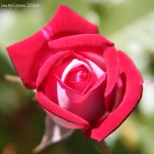 Snow Ruby miniature rose