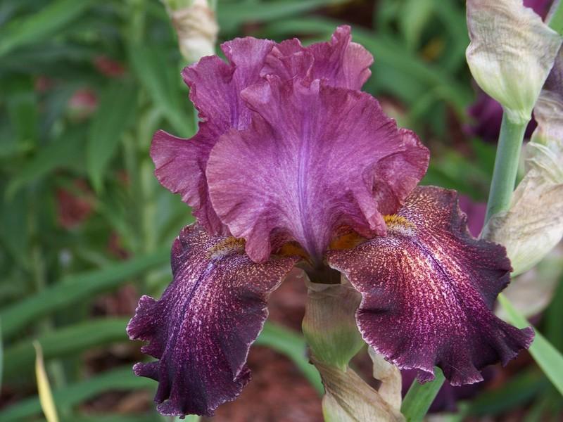 Photo of Tall Bearded Iris (Iris 'Colortart') uploaded by mattsmom