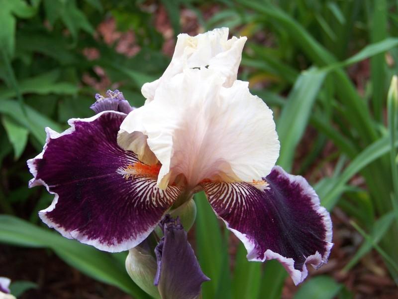 Photo of Tall Bearded Iris (Iris 'Pass the Wine') uploaded by mattsmom