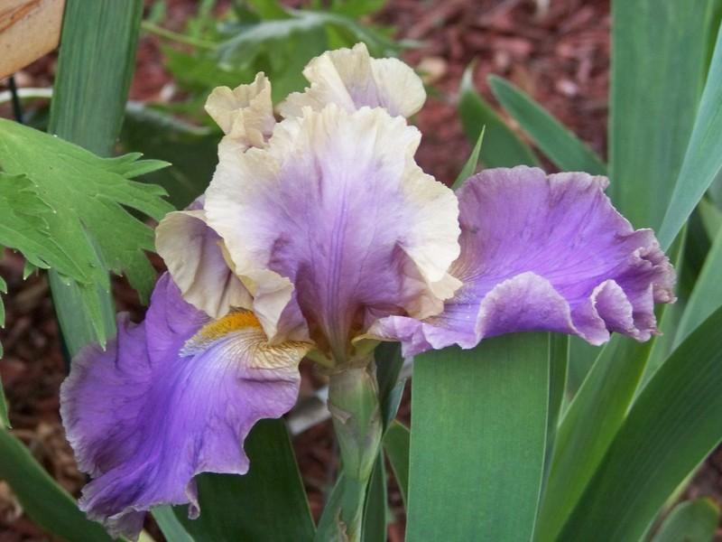 Photo of Tall Bearded Iris (Iris 'Kevin's Theme') uploaded by mattsmom