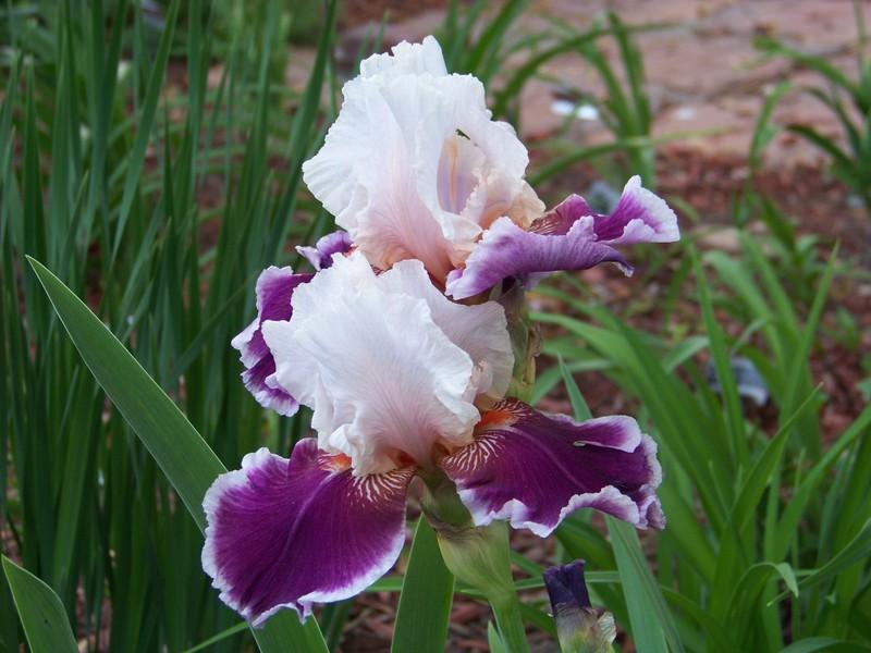 Photo of Tall Bearded Iris (Iris 'Ringo') uploaded by mattsmom