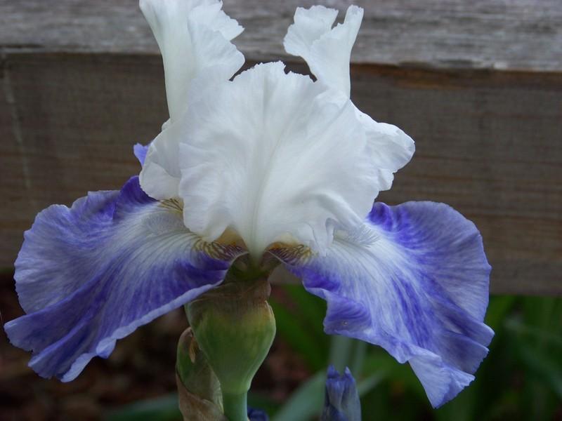 Photo of Tall Bearded Iris (Iris 'Seakist') uploaded by mattsmom