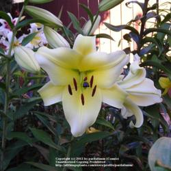 Location: Willamette Valley Oregon
Date: 2011-10-16 
Compare to many other photos here and note how this lily lightens