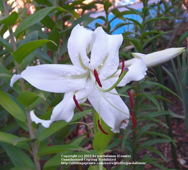 Photo of Lily (Lilium speciosum 'Album') uploaded by pardalinum