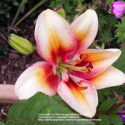 Location: Willamette Valley Oregon
This has to be one of the most colorful lilies I have grown; a re