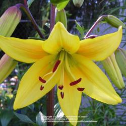 Location: Willamette Valley Oregon
A sturdy tetraploid Asiatic lily.