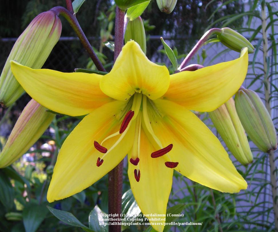 Photo of Lily (Lilium 'Yellow Whoppers') uploaded by pardalinum