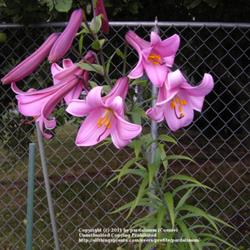 Location: Willamette Valley Oregon
Date: 2011-10-16 
This is one of my favorite strains of trumpet lilies.  They get s