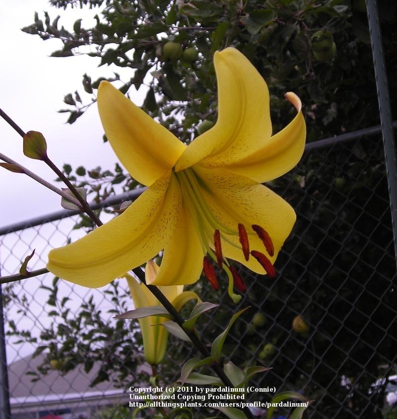 Photo of Trumpet Lily (Lilium 'Gold Eagle Clone') uploaded by pardalinum