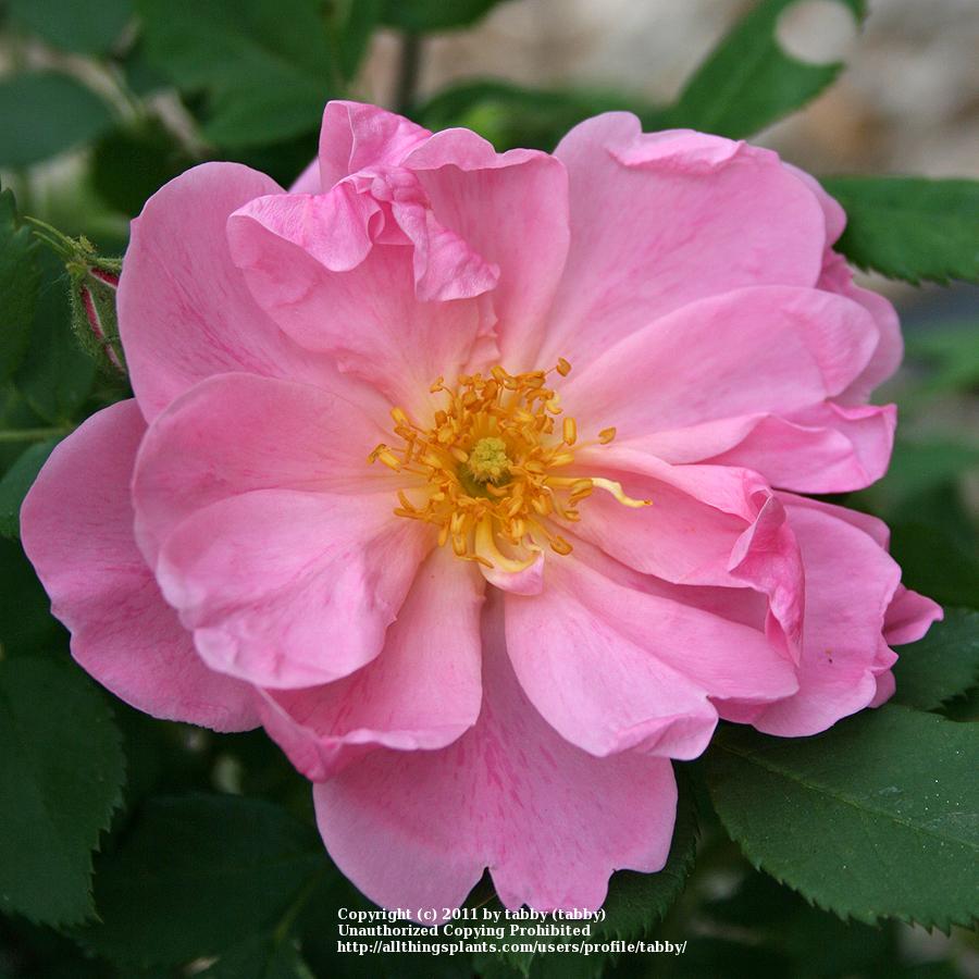 Photo of Rose (Rosa 'Applejack') uploaded by tabby