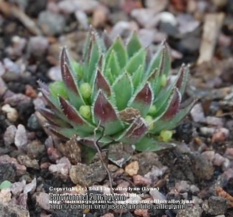 Photo of Rollers (Sempervivum globiferum subsp. hirtum 'from Biele Karpaty') uploaded by valleylynn