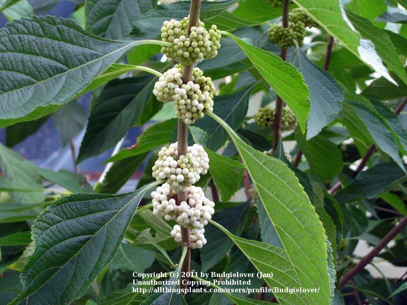 Photo of American Beautyberry (Callicarpa americana) uploaded by Budgielover
