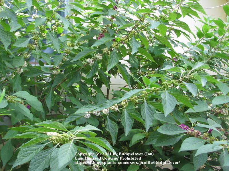 Photo of American Beautyberry (Callicarpa americana) uploaded by Budgielover