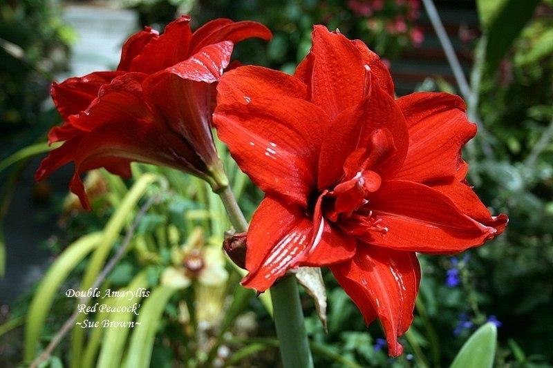 Photo of Double Amaryllis (Hippeastrum 'Red Peacock') uploaded by Calif_Sue