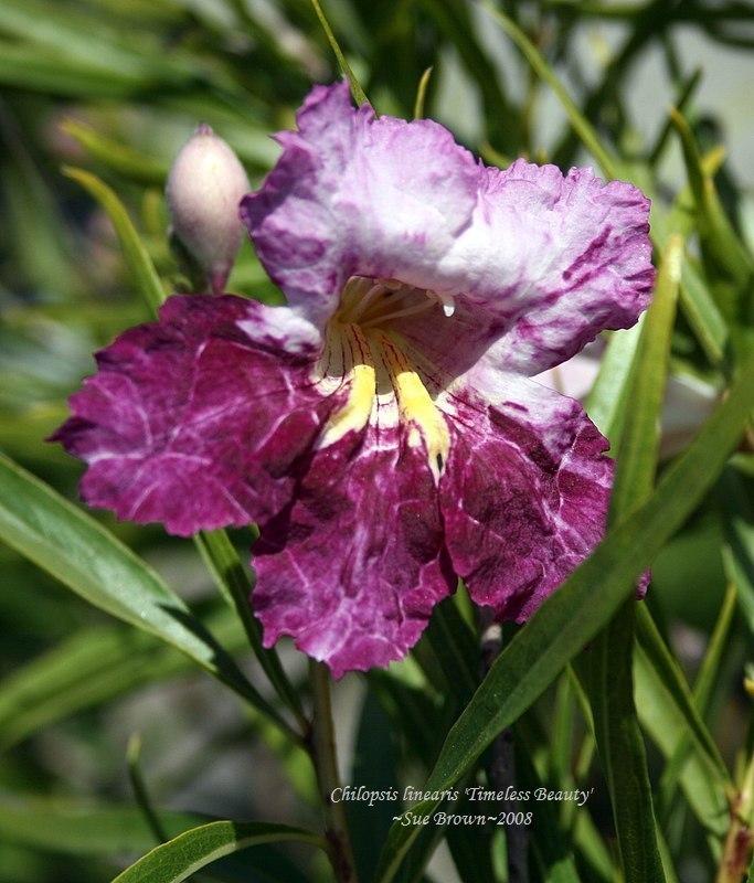 Photo of Desert Willow (Chilopsis linearis Timeless Beauty®) uploaded by Calif_Sue