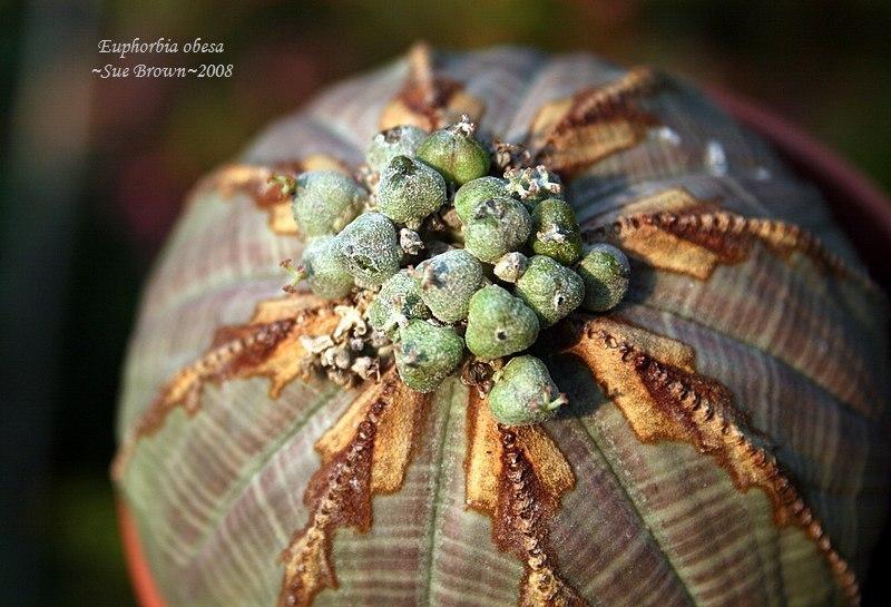 Photo of Baseball Plant (Euphorbia obesa) uploaded by Calif_Sue