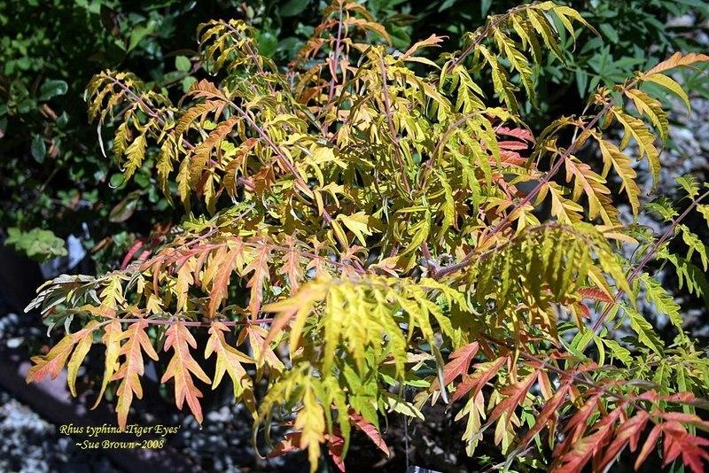 Photo of Staghorn Sumac (Rhus typhina Tiger Eyes®) uploaded by Calif_Sue