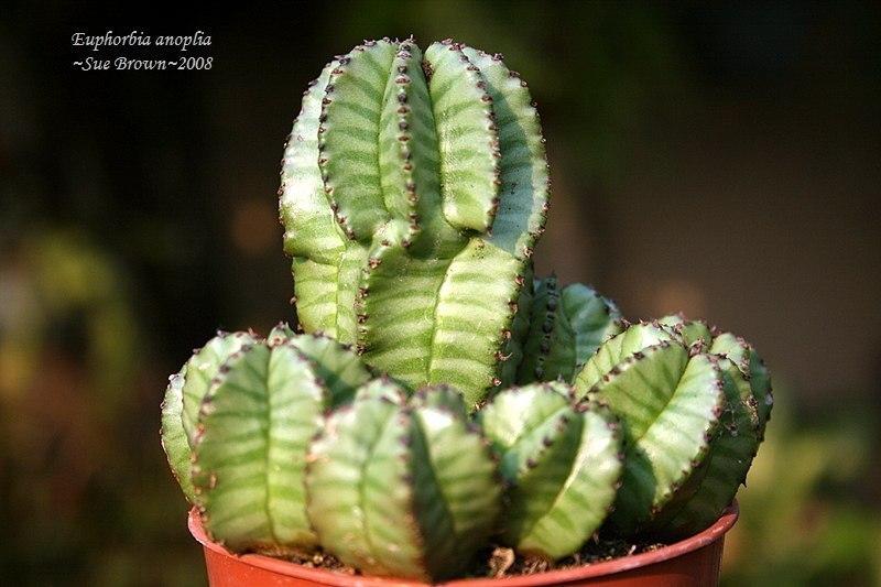 Photo of Euphorbia (Euphorbia polygona var. anoplia) uploaded by Calif_Sue