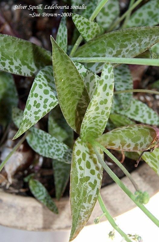 Photo of Silver Squill (Ledebouria socialis) uploaded by Calif_Sue