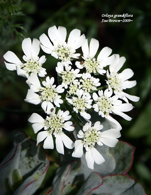 Photo of White Lace Flower (Orlaya grandiflora) uploaded by Calif_Sue