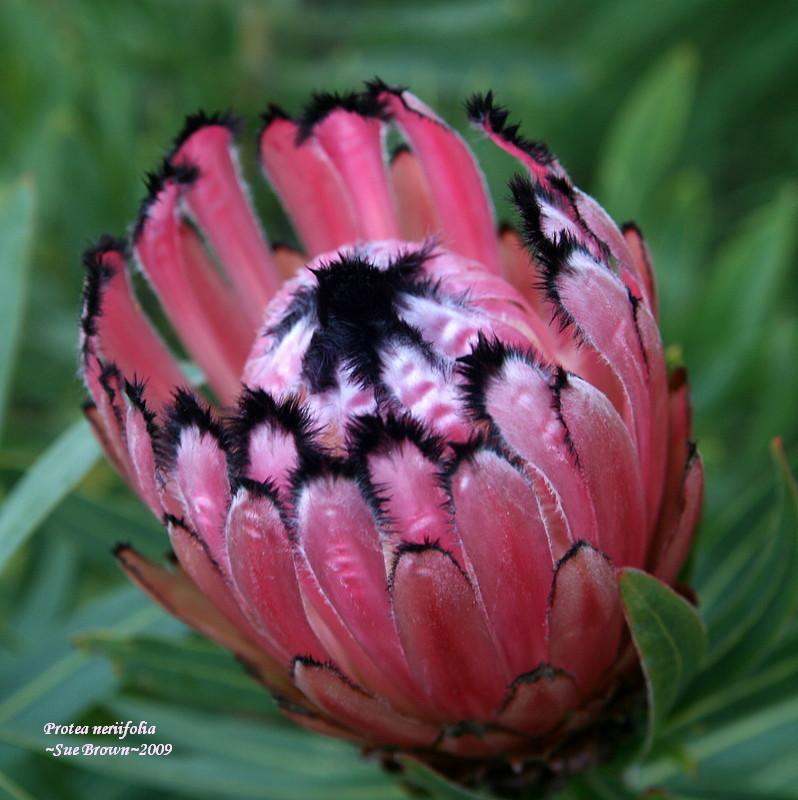 Photo of Oleander Leaf Protea (Protea neriifolia) uploaded by Calif_Sue