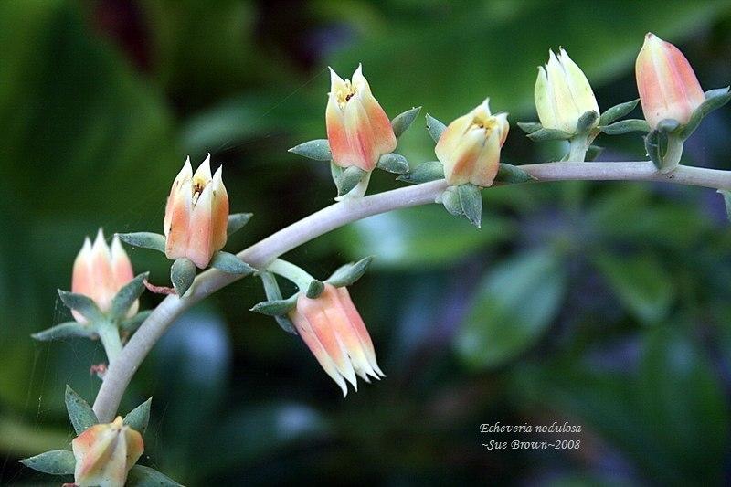 Photo of Painted Echeveria (Echeveria nodulosa) uploaded by Calif_Sue