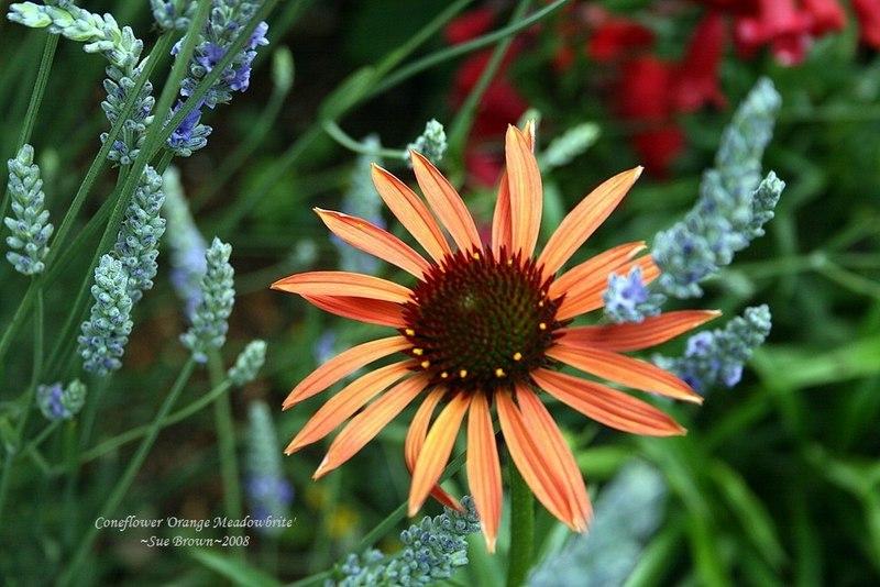 Photo of Coneflower (Echinacea Orange Meadowbrite) uploaded by Calif_Sue