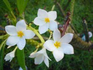 Photo of Plumeria (Plumeria rubra 'King Kalakaua') uploaded by Dutchlady1