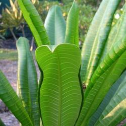 Location: Southwest Florida
Date: summer 2008
the unusual hooded shape of the Cobra leaf.