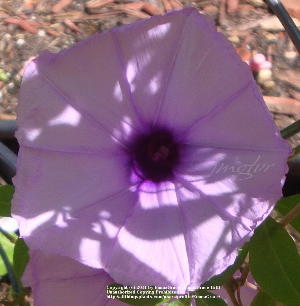 Photo of Mile A Minute Vine (Ipomoea cairica) uploaded by EmmaGrace