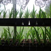 Location: Pleasant Grove, UtahDate: 2011-04-17Iris seedlings.......Apr. 2011..planted Jam. 2011