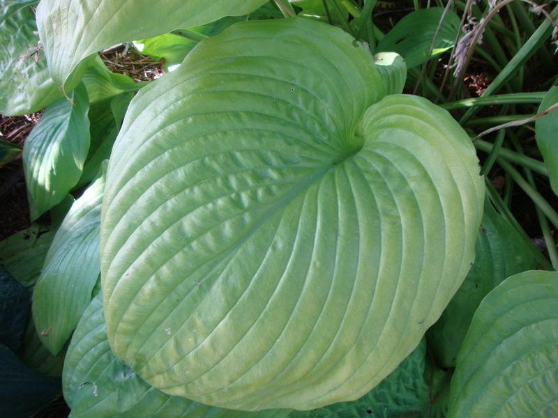 Photo of Hosta 'Sum and Substance' uploaded by Paul2032