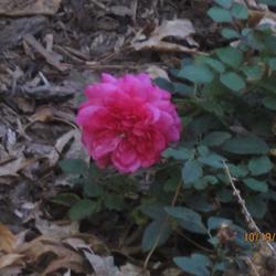 Location: Denver CO Metro
Date: 10/19/2010
Extremely disappointed in this rose.  Never really grew (and this