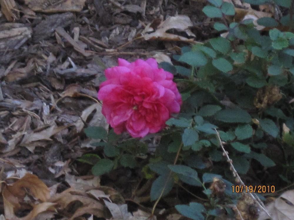 Photo of Rose (Rosa 'Sir John Betjeman') uploaded by Skiekitty