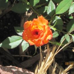 Location: Denver CO Metro
Date: 8/10/2010
Wonderful rose, grows like a champ.  This year it's about a foot 
