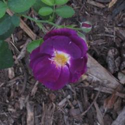 Location: Denver CO Metro
Date: 10/5/2010
More deeper purple color in shade than in full sun.