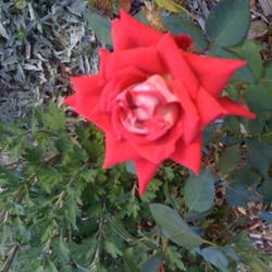 Location: Denver CO Metro
Date: 2010-09-22
Wonderfully tolerant rose, survives CO Zone 5 winters well.  Beau