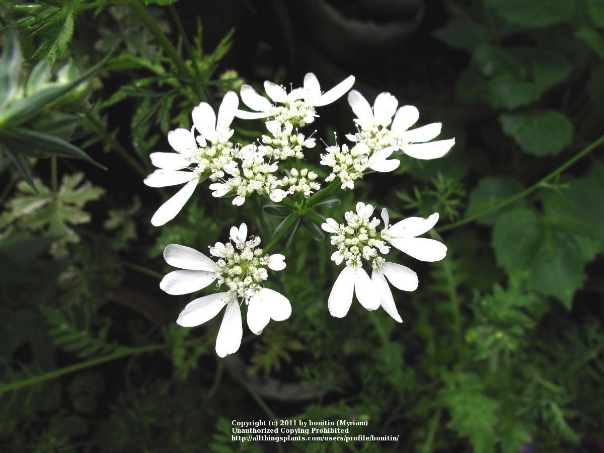 Photo of White Lace Flower (Orlaya grandiflora) uploaded by bonitin