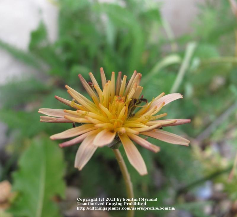 Photo of Pink Dandelion (Taraxacum pseudoroseum) uploaded by bonitin